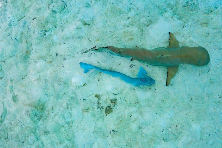 A large shark and a smaller fish swimming near the ocean floor. 2