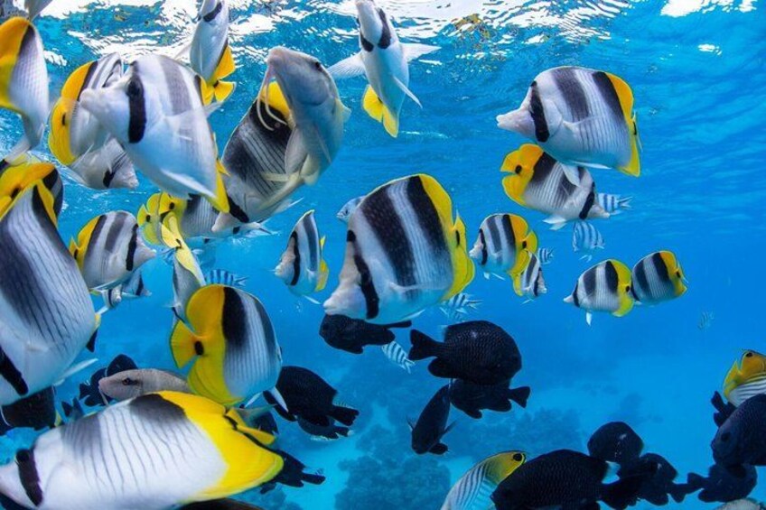 A school of tropical fish swimming in clear blue water. 3