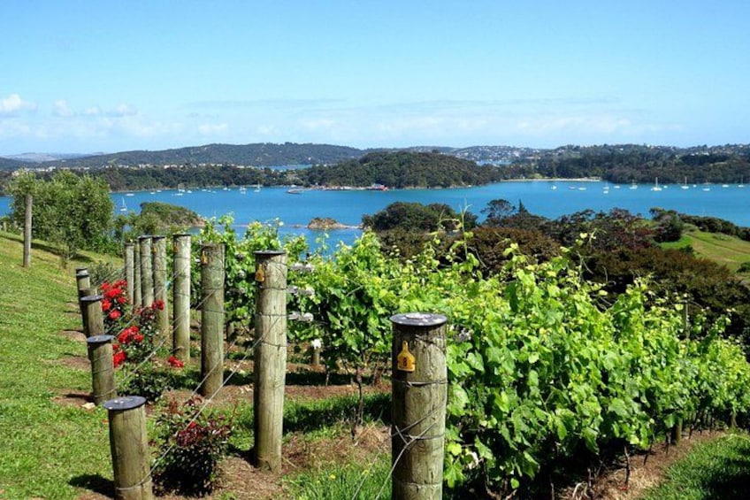 A vineyard with rows of grapevines, a body of water, and a distant view of hills and a lake. 1