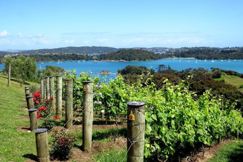 Waiheke island wine tours with Waitiki Tours 1