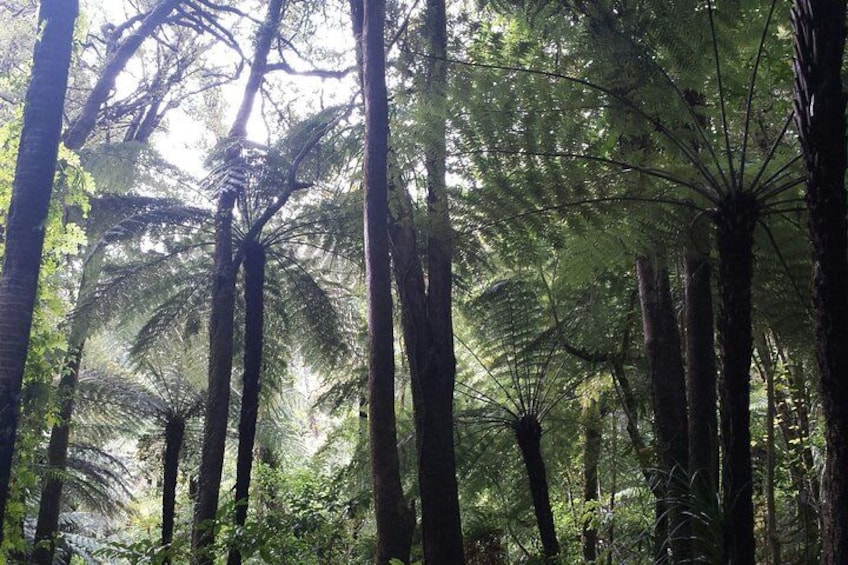 A dense forest with tall trees and sunlight filtering through the canopy. 2