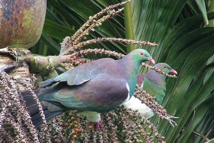 A pigeon perched on a tree branch with green leaves and a coconut in the background. 4