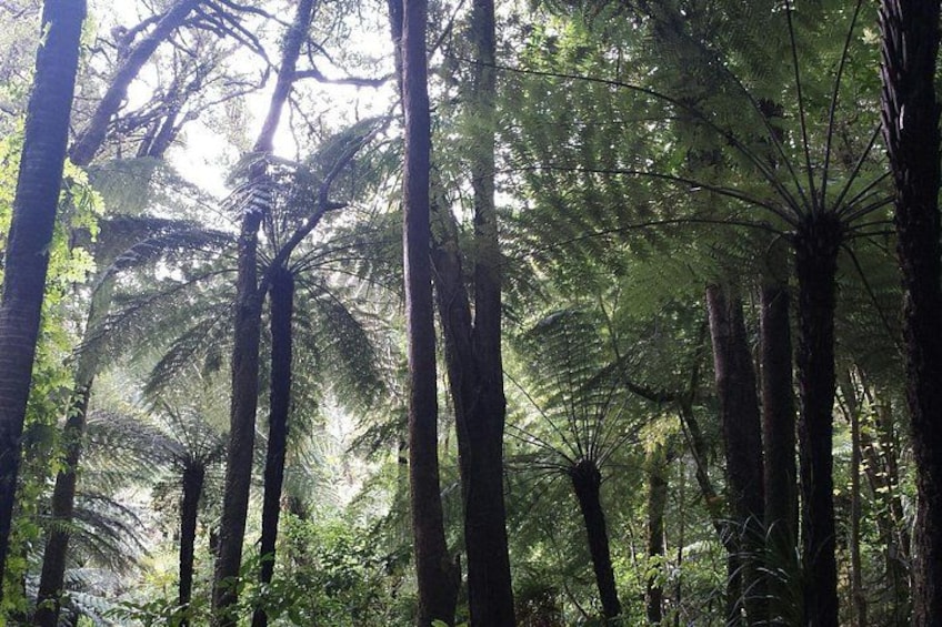 A dense forest with tall trees and sunlight filtering through the canopy. 2
