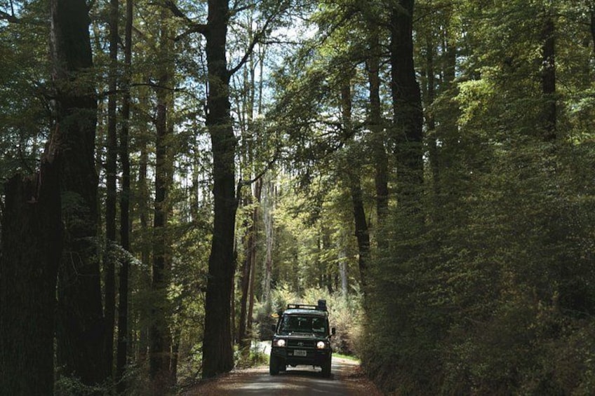 A vehicle driving through a forested area with tall trees and a narrow road. 2