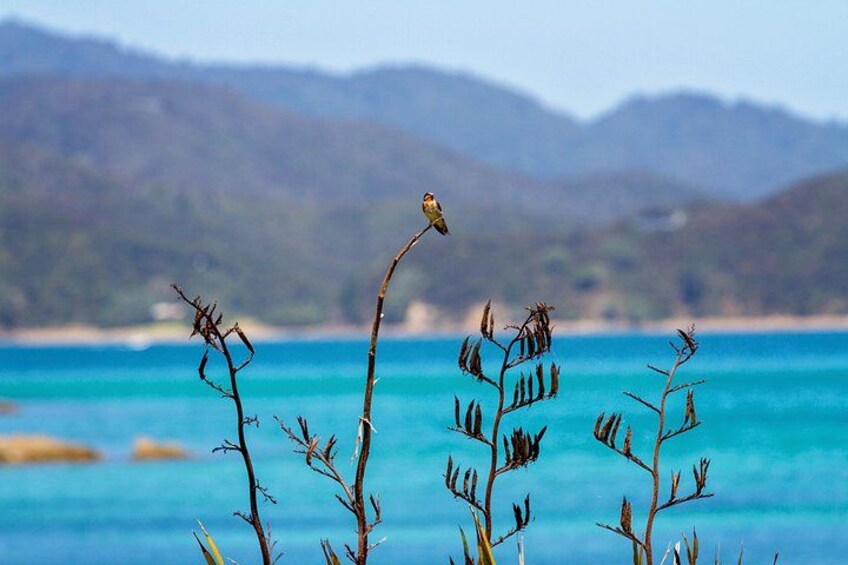 Un uccello appollaiato su una pianta, un mare blu cristallino e montagne in lontananza. 2