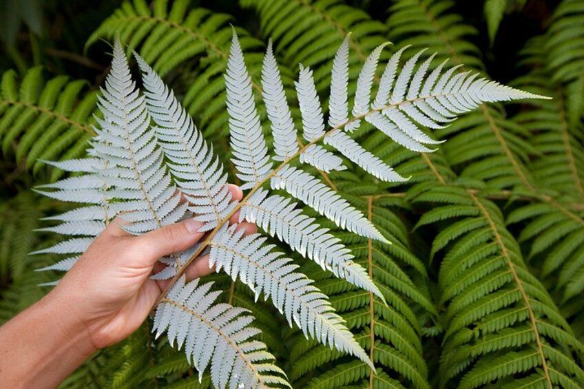 New Zealand's icon, the Silver Fern 2