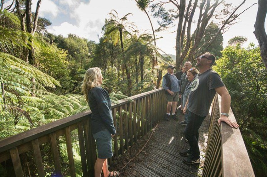 Guided Bush Walk 2