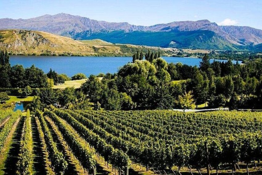 Stunning scenery & vines from Arrowtown to Gibbston Valley 1