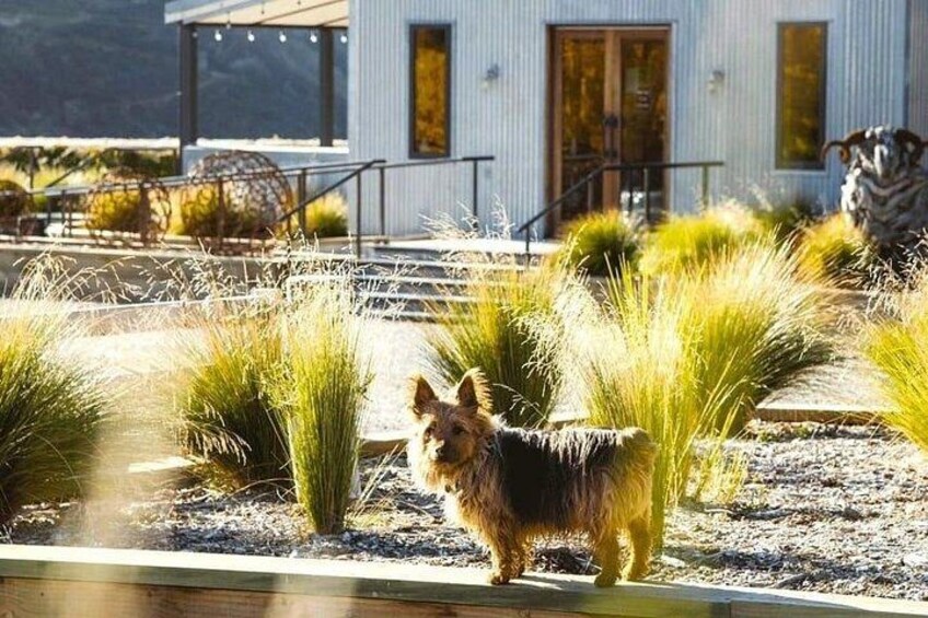 Mt Rosa Winery | Say Hi to Baz the Wine Dog! 5