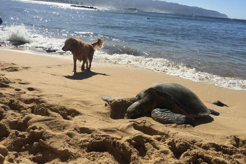 Surf Lessons on the North Shore of Oahu 2