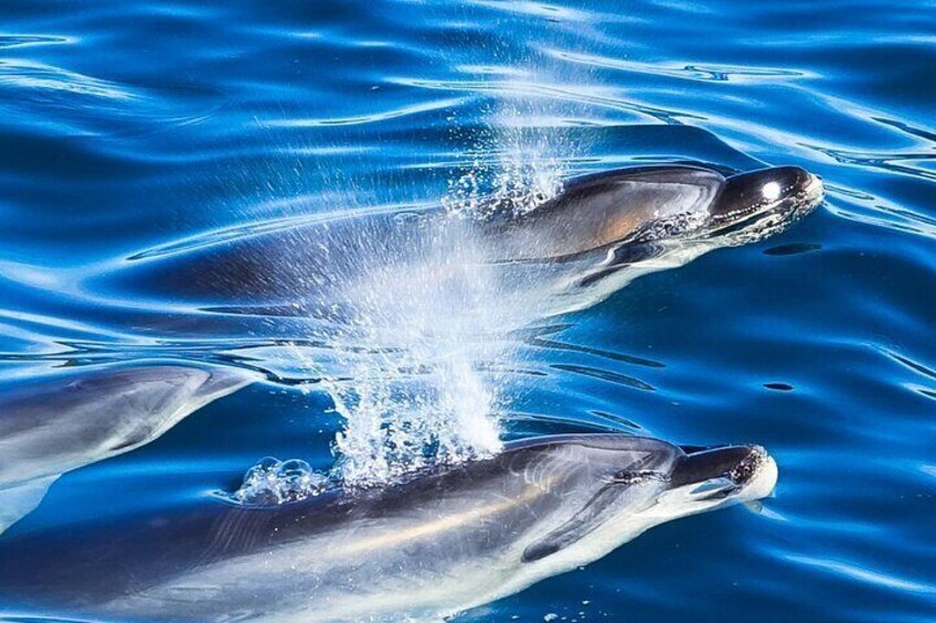 Wild dolphins in the Bay of Islands