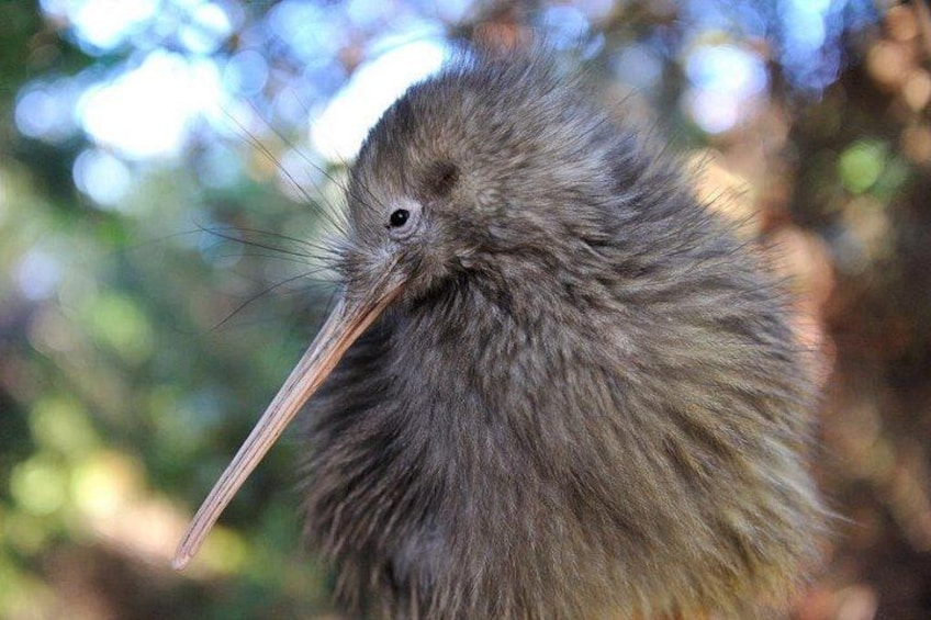 Auckland to Rotorua Private Tour 5