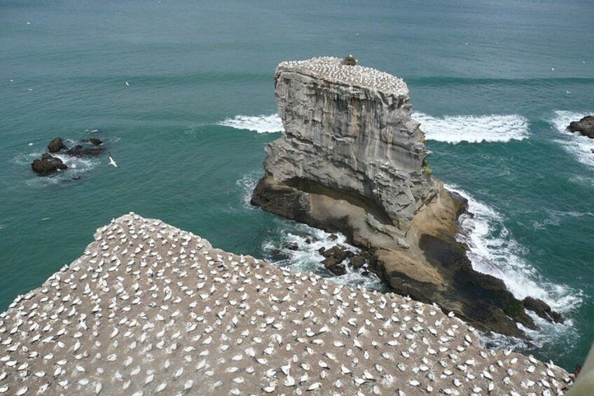 Muriwai Gannet Colony 2