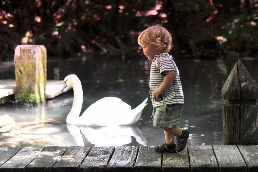 A child standing on a wooden dock by a pond with a swan swimming nearby. 3