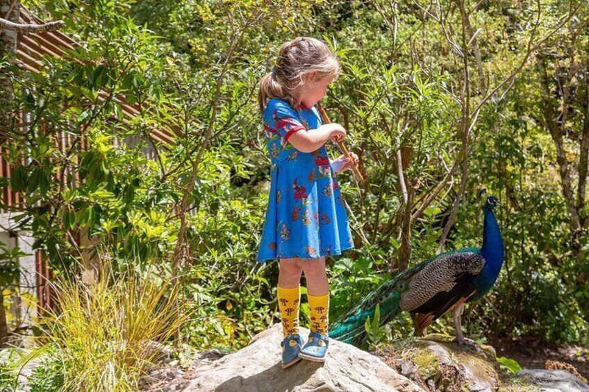 A child in a blue dress with yellow socks standing on a rock with a peacock nearby. 5