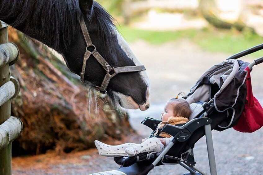 A horse with a halter near a stroller with a child. 4