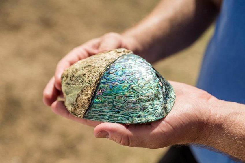 Paua Shell 3