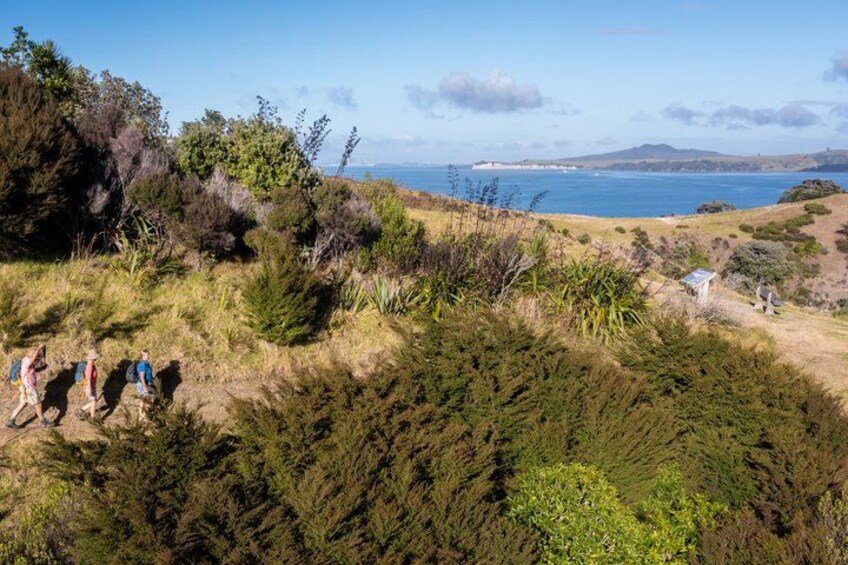 Waiheke Island Double Headland Coastal Walk 4