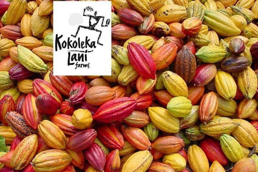 harvested cacao 3