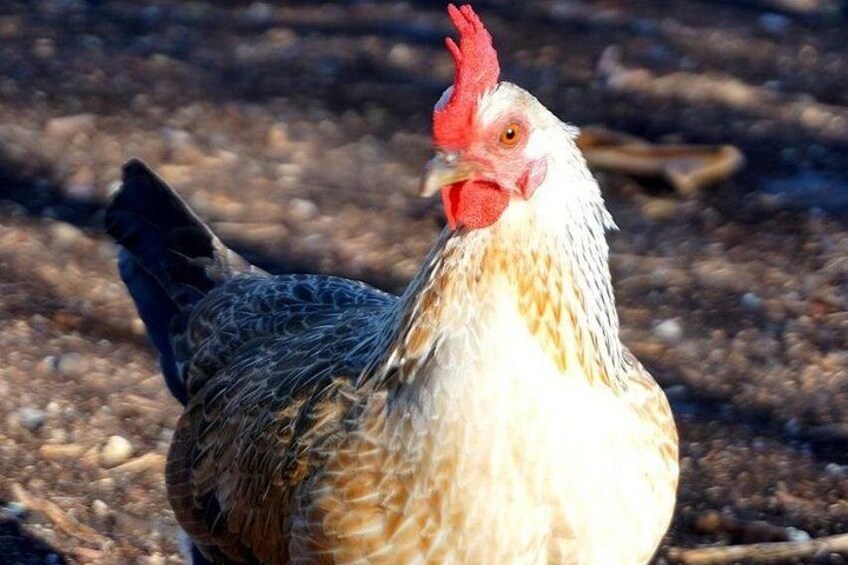 a famous chicken... 2