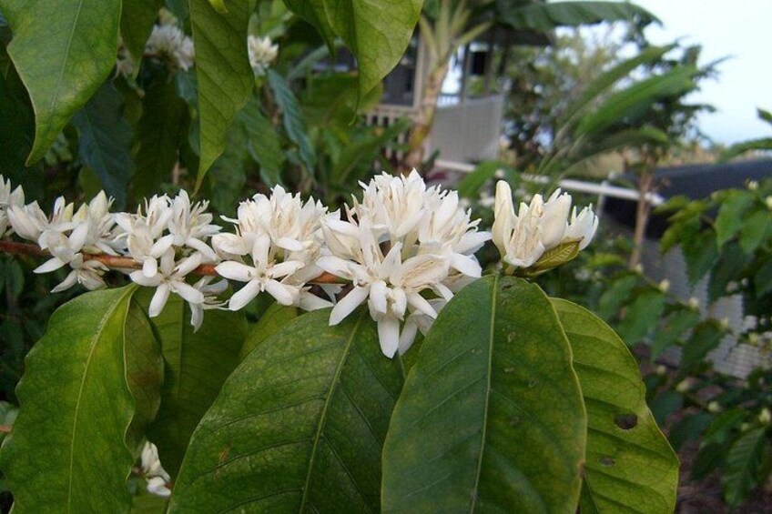 Un grupo de flores blancas con hojas verdes. 3