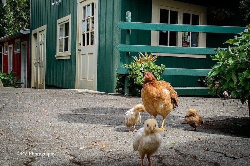 A chicken with chicks walking on a paved path. 4