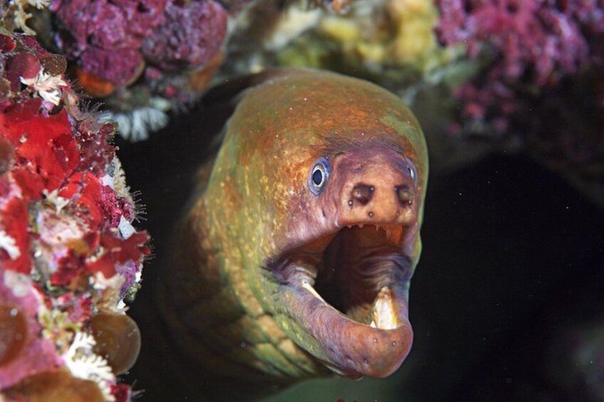 A fish with a large mouth and prominent eyes, surrounded by coral. 3