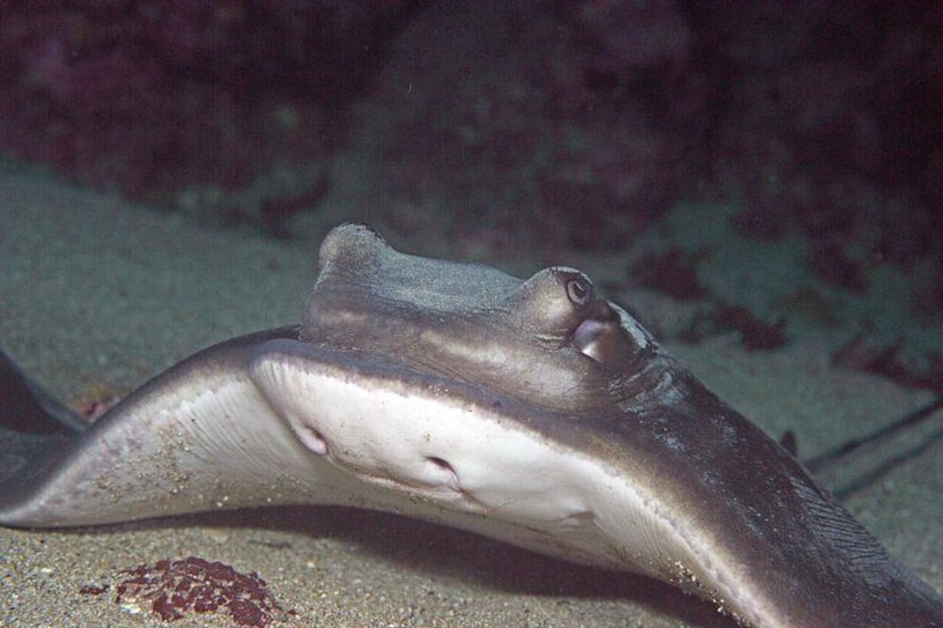 Full-Day (2 dives) Scuba Diving at Goat Island Marine Reserve 2
