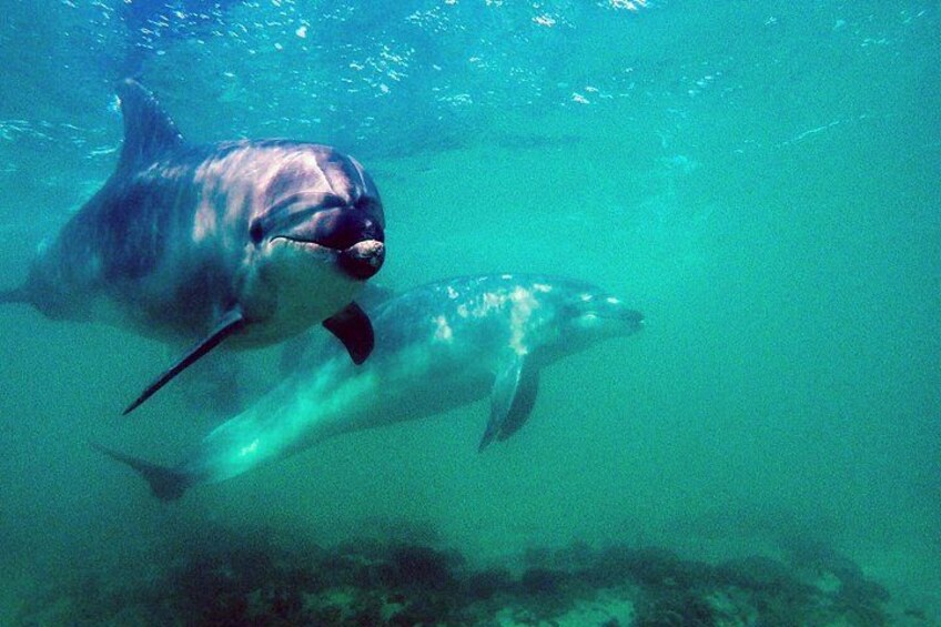 Full-Day (2 dives) Scuba Diving at Goat Island Marine Reserve 3
