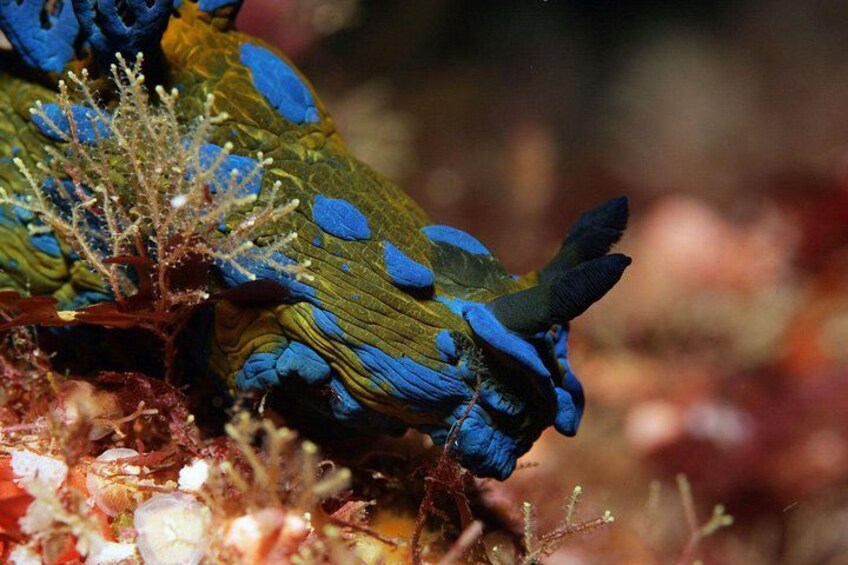 Full-Day (2 dives) Scuba Diving at Goat Island Marine Reserve 4