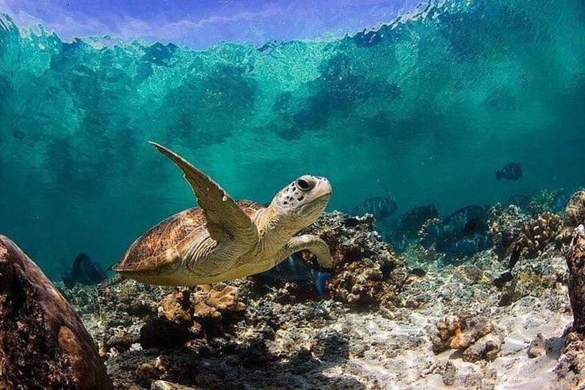 Oahu Ultimate Circle Island Tour Full Day Experience 2