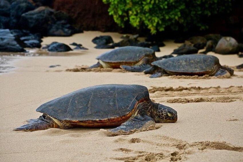Oahu Ultimate Circle Island Tour Full Day Experience 3