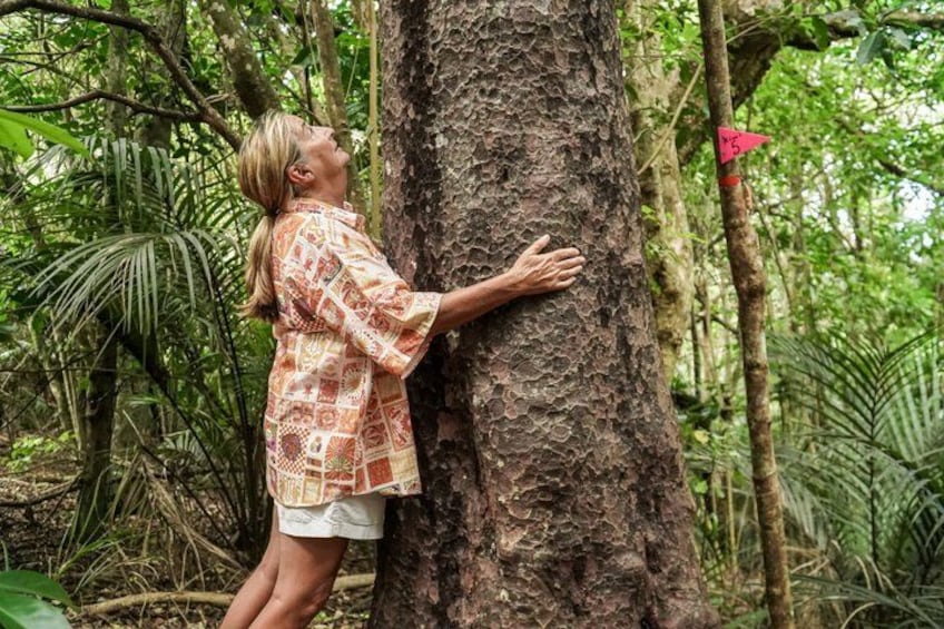 Una persona abbraccia un albero in una foresta. 2