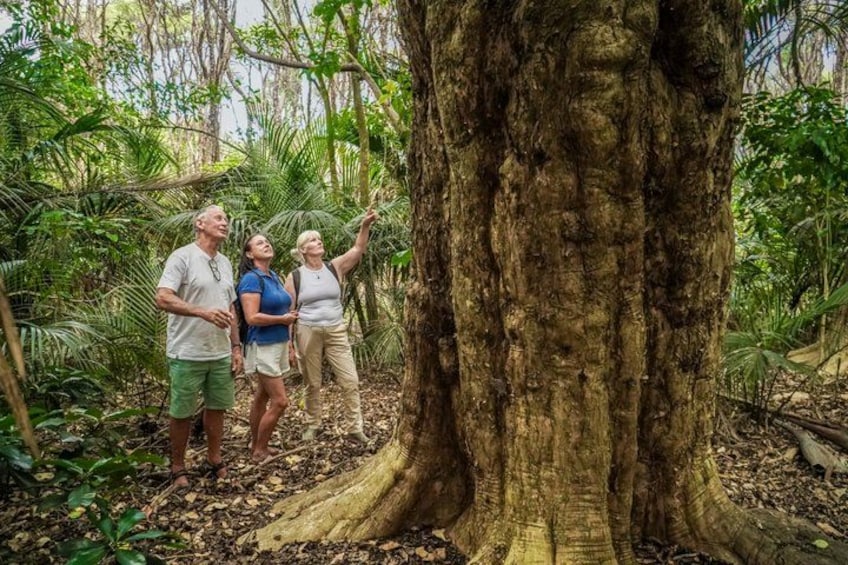 Tre persone in piedi vicino a un grande albero in una foresta. 1