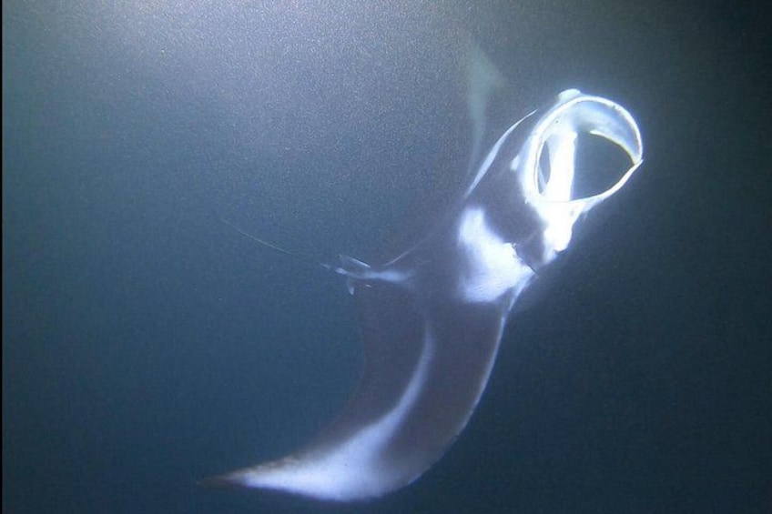 Manta Ray Night Snorkel at Kona, Big Island 2
