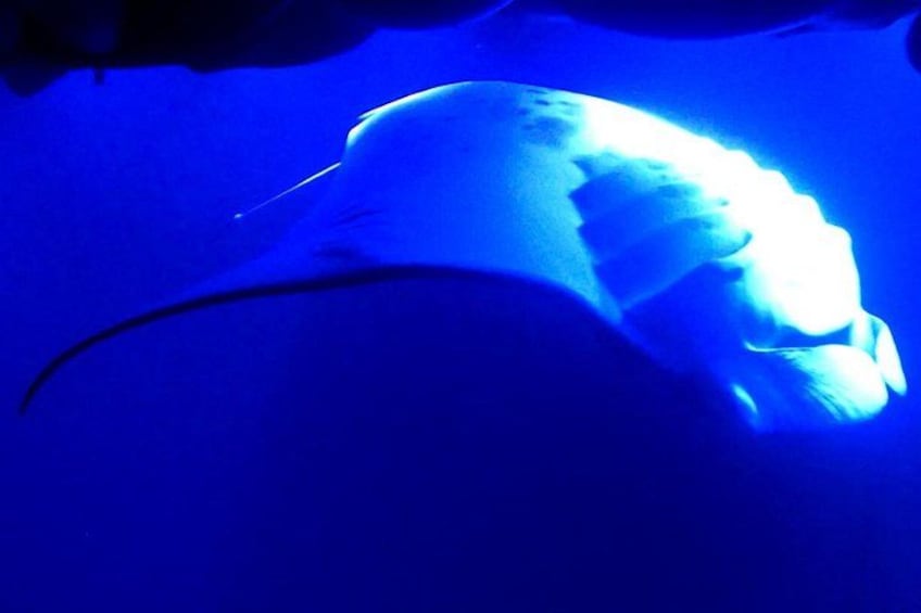 Manta Snorkel Big Island 3