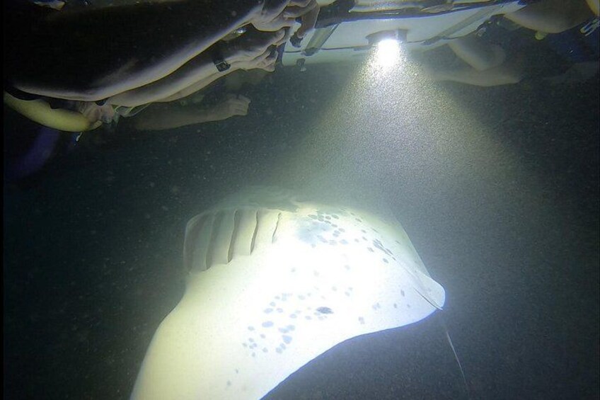 Manta Ray Night Snorkel at Kona, Big Island 4