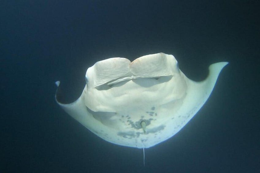 Manta Ray Night Snorkel at Kona, Big Island 4