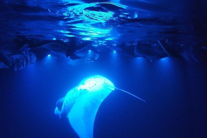 Manta Ray Night Snorkel at Kona, Big Island 1