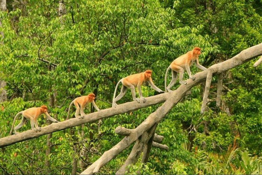 Proboscis Monkey and Fireflies River Cruise 1