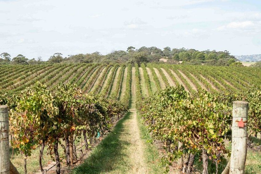 Premium Barossa Small Group Tour: Wine tasting, Lunch & Chocolate 2