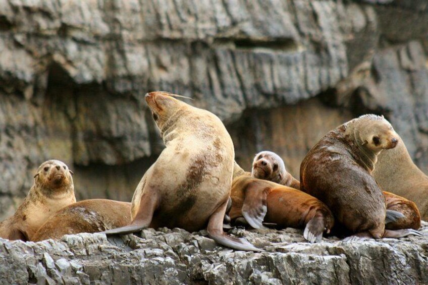 A group of seals resting on a rocky surface. 2