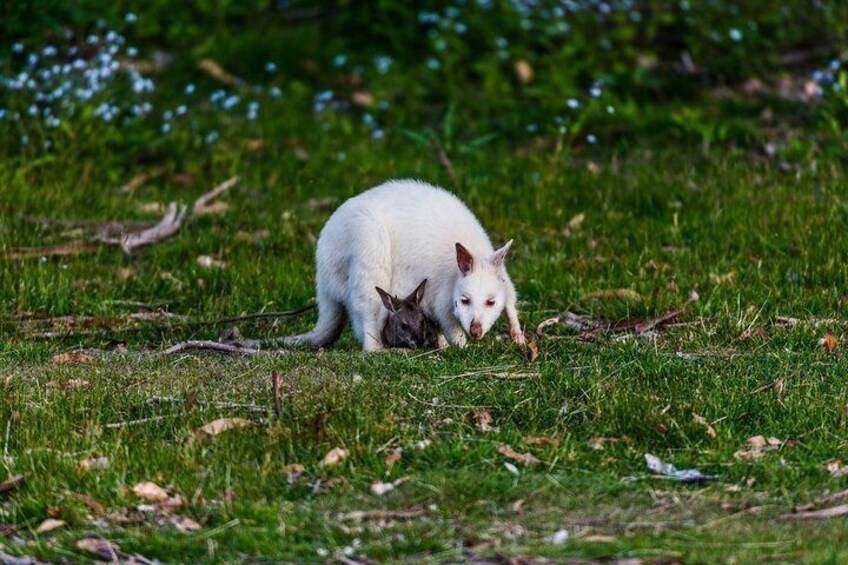 Bruny Island Traveller - Gourmet Tasting and Sightseeing Day Trip from Hobart