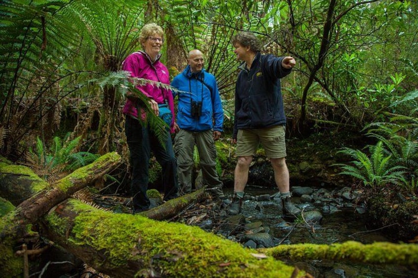 Three people hiking in a forest with a stream. 3