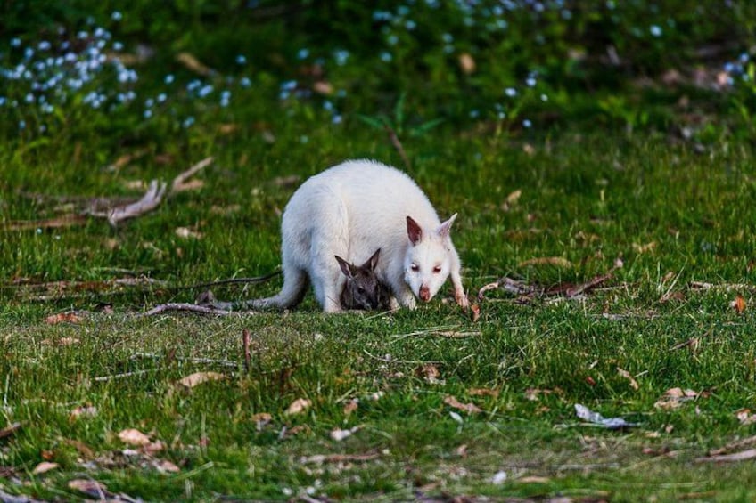 A white animal with dark ears and nose sniffing the ground in a grassy field. 4