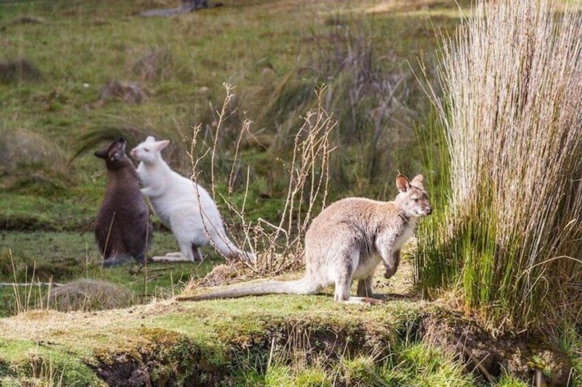 All Inclusive Bruny Island Day Tour Plus Guided Lighthouse Tour 5