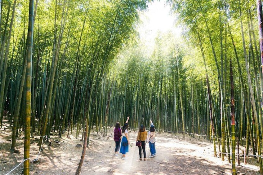 Una fitta foresta di bambù con persone che passeggiano. 1