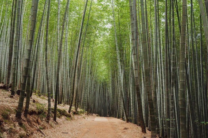 Ahopsan Bamboo Forest 4