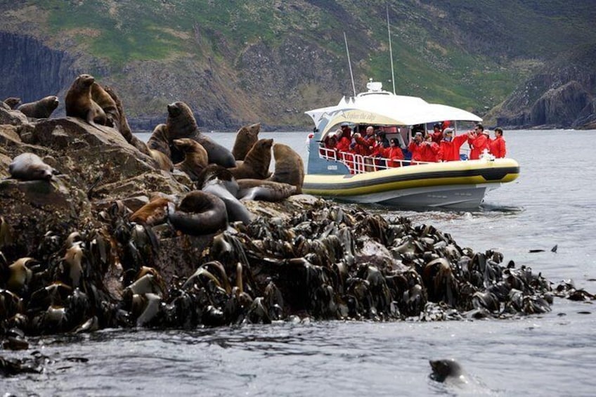 Bruny Island Tour 