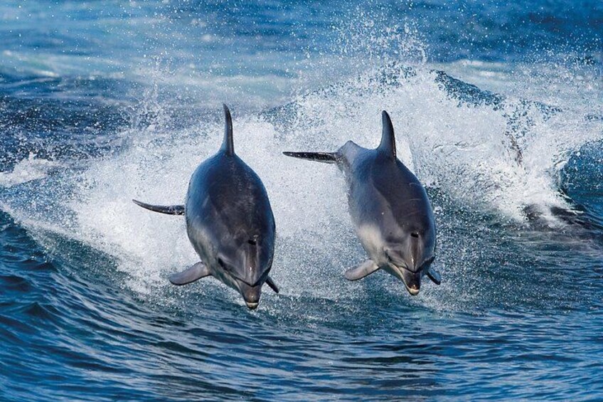 Two dolphins leaping out of the water. 2